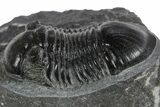 Paralejurus Trilobite Fossil - Ofaten, Morocco #347279-2